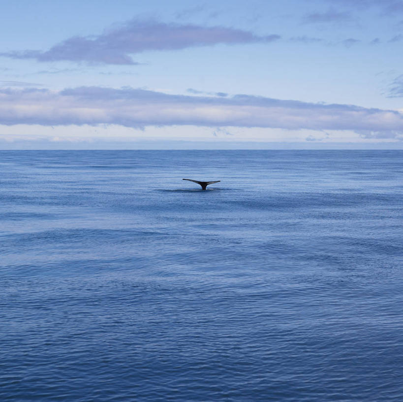无人,跳,横图,室外,白天,正面,旅游,度假,海浪,海洋,美景,哺乳动物,鲸鱼,欧洲,冰岛,阴影,光线,影子,景观,浪花,水平线,云,云朵,辽阔,海平线,半空,云彩,娱乐,海洋生物,一只,蓝色,白云,蓝天,天空,阳光,自然,海水,动物,天,享受,休闲,广阔,景色,放松,鲸,座头鲸,晴朗,一望无际,自然风光,北欧,水生动物,水生物,海景,海底动物,冰岛共和国,鲸类,大翅鲸,巨臂鲸,锯臂鲸,驼背鲸,无边无际,一马平川,胡萨维克,大海,风浪,海,海水的波动,近岸浪,涌浪,晴空,跳跃,彩图,全身,水天相接,水天一线