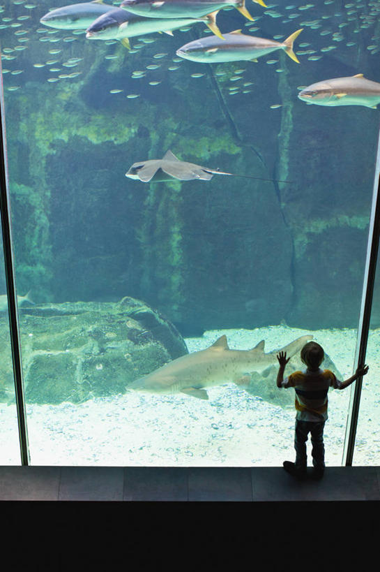 游泳,西方人,儿童,一个人,站,举,竖图,俯视,室内,白天,纯洁,窗户,落地窗,橱窗,鲨鱼,野生动物,欧洲,欧洲人,仅一个男性,仅一个人,许多,表演,阴影,服装,反射,影子,注视,休闲装,玻璃窗,水族馆,小孩,衣服,动物,观察,看,托,站着,仅一个小孩,休闲,休闲服,展示,可爱,童年,童趣,海底世界,服饰,观看,展览,察看,饲养,关注,凶猛,童真,烂漫,无邪,收集,玻璃橱窗,泅水,拍浮,护士鲨,极地海洋世界,铰口鲨,残暴,天真,凶残,男孩,男人,男性,白种人,孩子,沙鱼,举起,举手,举着,向上举,向上伸,向上托,站立,彩图,高角度拍摄,全身,男生