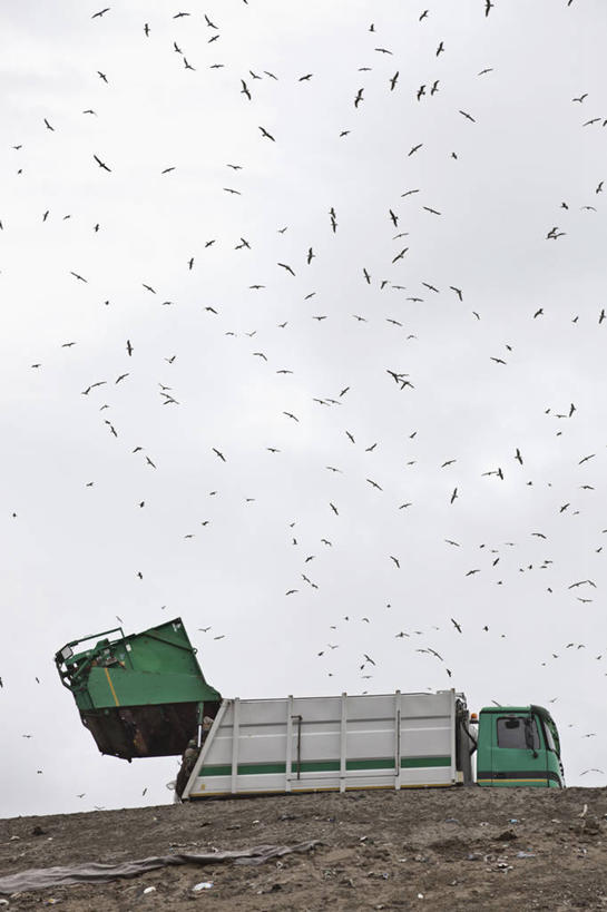无人,竖图,室外,白天,仰视,卡车,鸟,意大利,欧洲,一堆,许多,飞翔,伸展,张开,展翅,阴影,堆叠,堆积,飞行,光线,翅膀,鸟类,影子,云,云朵,垃圾,集装箱,很多,翱翔,云彩,飞,蓝色,白云,蓝天,天空,阳光,天,集装箱车,晴朗,堆,货车,南欧,货运车,张开翅膀,意大利共和国,首府,波伦亚,博洛尼亚,柱廊之城,渣滓,展开翅膀,艾米利亚.罗马涅,艾米利亚.罗马涅大区,晴空,载重汽车,半身,彩图,低角度拍摄