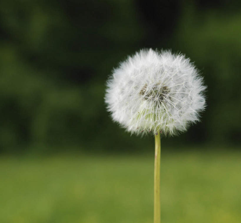 无人,横图,室外,特写,白天,正面,爱情,旅游,度假,草地,草坪,美景,树林,植物,蒲公英,德国,欧洲,朦胧,模糊,盛开,景观,花蕾,娱乐,草,花,花瓣,花朵,鲜花,树,树木,一朵,绿色,自然,花苞,花蕊,享受,休闲,景色,放松,生长,成长,西欧,自然风光,德意志联邦共和国,开朗,巴伐利亚,巴伐利亚州,拜恩州,拜恩自由州,蒲公草,尿床草,彩图