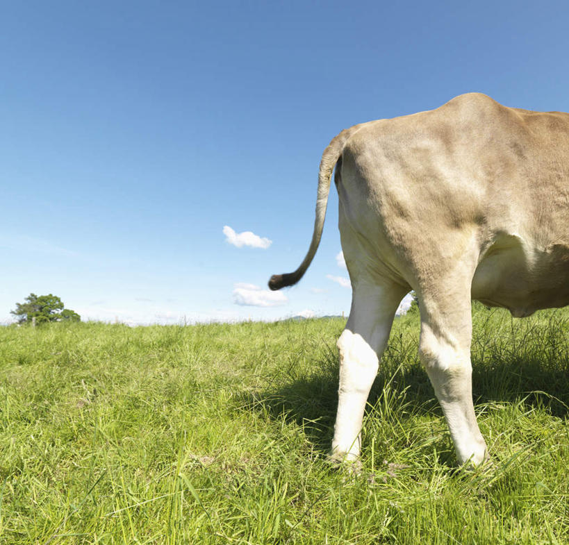 无人,站,横图,室外,白天,侧面,旅游,度假,草地,草坪,美景,植物,牛,德国,欧洲,阴影,光线,影子,地平线,景观,云,云朵,辽阔,地面,云彩,娱乐,草,树,树木,一只,蓝色,绿色,白云,蓝天,天空,阳光,自然,动物,天,站着,享受,休闲,广阔,家畜,景色,放松,牲畜,生长,晴朗,成长,一望无际,西欧,自然风光,延伸,德意志联邦共和国,天地相交,巴伐利亚,巴伐利亚州,拜恩州,拜恩自由州,无边无际,一马平川,晴空,站立,半身,彩图