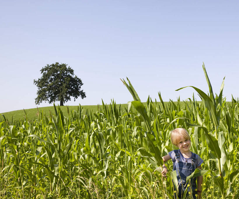 西方人,儿童,一个人,农田,站,笑,微笑,露齿笑,横图,室外,白天,正面,纯洁,庄稼,农作物,植物,欧洲,欧洲人,仅一个男性,仅一个人,握,阴影,服装,裤子,光线,影子,注视,休闲装,树,树木,小孩,衣服,蓝色,绿色,蓝天,天空,阳光,自然,天,观察,看,站着,仅一个小孩,休闲,休闲服,背带裤,可爱,童年,童趣,握着,服饰,生长,晴朗,成长,观看,察看,关注,童真,烂漫,无邪,万里无云,饭单裤,工装裤,天真,男孩,男人,男性,白种人,孩子,晴空,晴空万里,玉米田,站立,半身,彩图,耕地,庄稼田,男生