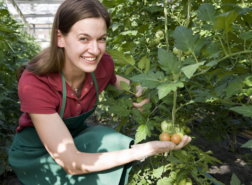 西方人,一个人,农田,蹲,笑,微笑,露齿笑,横图,室内,白天,侧面,庄稼,农作物,蔬菜,西红柿,小番茄,叶子,欧洲,欧洲人,仅一个女性,仅一个人,握,服装,新鲜,围裙,食品,绿叶,拿,温室,拿着,扭头,注视,休闲装,食物,衣服,观察,看,转头,仅一个中年女性,休闲,休闲服,嫩叶,握着,服饰,有机食品,绿色食品,设施,观看,察看,暖房,防寒,关注,加温,透光,保温,小西红柿,樱桃小番茄,珍珠小番茄,女人,女性,中年女性,白种人,叶,叶片,樱桃番茄,圣女果,番茄,蹲着,半身,彩图,耕地,庄稼田