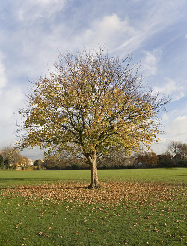 无人,公园,竖图,室外,白天,正面,草地,草坪,美景,植物,阴影,光线,影子,景观,云,云朵,云彩,草,树,树木,蓝色,绿色,白云,蓝天,天空,阳光,自然,天,景色,生长,晴朗,成长,自然风光,晴空,彩图