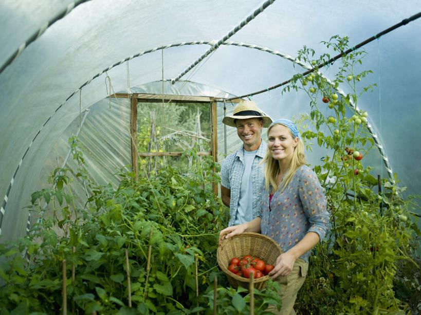 西方人,两个人,家庭,夫妻,站,笑,交叉,微笑,露齿笑,横图,室内,白天,正面,爱情,竹子,蔬菜,西红柿,帽子,叶子,欧洲,欧洲人,握,竹制,服装,新鲜,编织,草帽,篮子,头巾,食品,绿叶,浪漫,拿,温室,拿着,注视,休闲装,食物,衣服,竹篮,观察,看,站着,休闲,温暖,温馨,一家人,休闲服,嫩叶,恩爱,握着,恋人,服饰,有机食品,绿色食品,设施,观看,竹条,交织,和睦,察看,暖房,竹制品,防寒,关注,加温,透光,保温,穿插,男人,男性,年轻男性,女人,女性,中年女性,白种人,夫妇,情侣,叶,叶片,番茄,站立,半身,彩图,伴侣,融洽