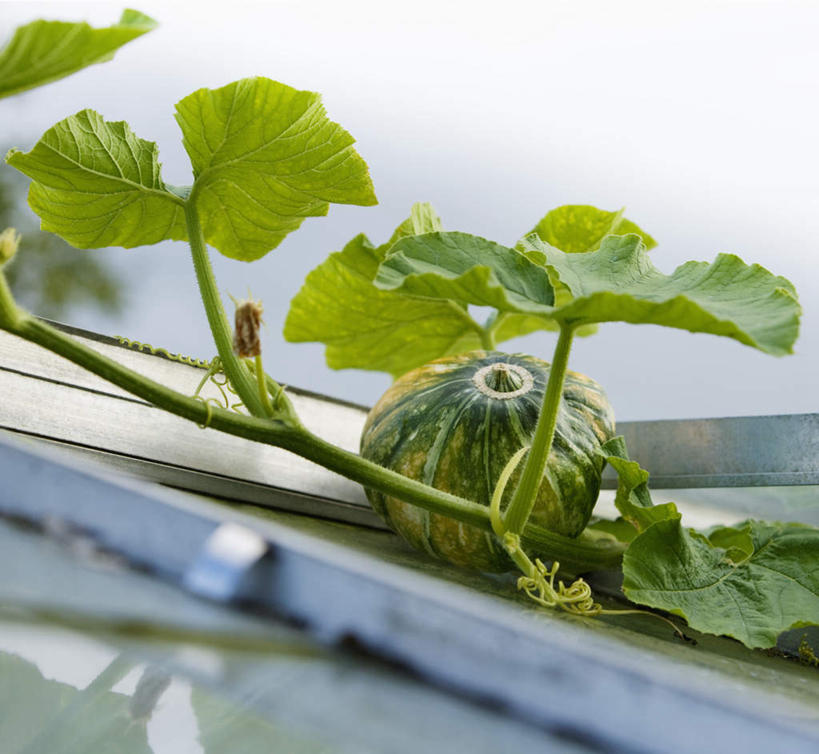 无人,横图,室内,特写,白天,正面,南瓜,蔬菜,叶子,新鲜,金瓜,食品,绿叶,番瓜,食物,嫩叶,有机食品,绿色食品,麦瓜,倭瓜,叶,叶片,彩图