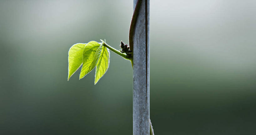 无人,横图,室外,特写,白天,正面,植物,豆,蔬菜,叶子,朦胧,模糊,新鲜,木制,棍子,豆类,豆子,食品,绿叶,食物,木制品,嫩叶,有机食品,绿色食品,豆科,赤花蔓豆,红花菜豆,看花豆,叶,叶片,彩图
