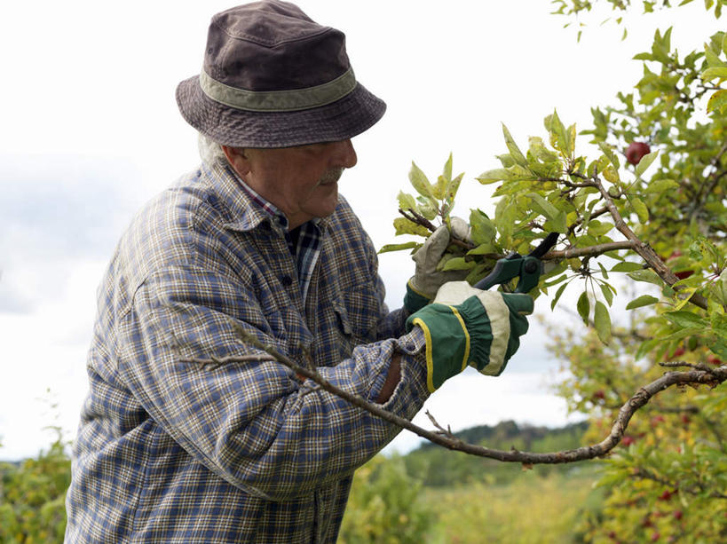 西方人,一个人,果园,站,横图,室外,白天,侧面,安全,田园,植物,苹果,帽子,水果,叶子,欧洲,欧洲人,仅一个男性,仅一个人,握,修剪,服装,新鲜,工具,剪刀,云,云朵,生食,食品,果实,果树,绿叶,防护,拿,云彩,拿着,注视,休闲装,树,树木,食物,衣服,蓝色,绿色,白云,蓝天,天空,自然,手套,遮阳帽,天,观察,看,站着,仅一个老年男性,休闲,休闲服,嫩叶,握着,服饰,有机食品,绿色食品,生长,晴朗,成长,观看,保护,裁剪,察看,剪子,剪裁,切割,关注,保险,田庄,保全,周全,安稳,安定,防护手套,园子,平安,老年男性,男人,男性,白种人,叶,叶片,晴空,站立,半身,彩图