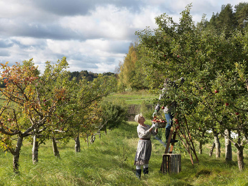 西方人,老年人,两个人,家庭,夫妻,果园,站,攀登,横图,室外,白天,侧面,爱情,草地,草坪,田园,植物,苹果,水果,欧洲,欧洲人,握,服装,新鲜,梯子,阶梯,云,云朵,生食,食品,果实,果树,浪漫,拿,云彩,拿着,注视,休闲装,草,树,树木,食物,衣服,蓝色,绿色,白云,蓝天,天空,自然,天,观察,看,站着,休闲,温暖,温馨,一家人,休闲服,爬,恩爱,握着,恋人,服饰,有机食品,绿色食品,生长,晴朗,成长,观看,上升,和睦,察看,关注,人字梯,田庄,登高,园子,老年男性,老年女性,男人,男性,女人,女性,白种人,夫妇,情侣,晴空,攀爬,站立,彩图,全身,伴侣,融洽