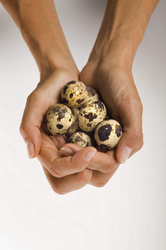 西方人,手,一个人,捧,竖图,俯视,室内,特写,白天,欧洲,欧洲人,双手,仅一个年轻女性,仅一个女性,仅一个人,一堆,许多,堆叠,堆积,蛋,鹌鹑蛋,很多,手部,摄影,影棚,堆,卵,鹌鹑卵,鹑鸟蛋,年轻女性,女人,女性,白种人,端,端着,捧着,手捧,半身,彩图,高角度拍摄,影棚拍摄,拍摄
