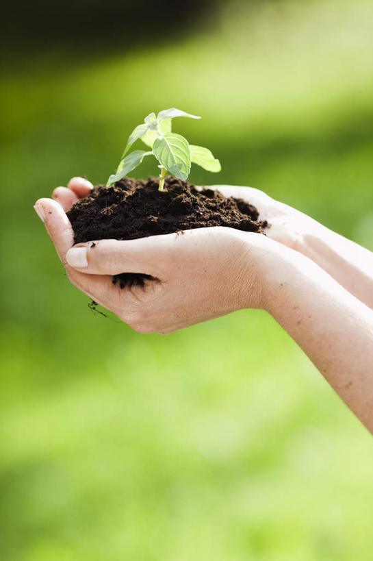 西方人,手,一个人,站,捧,竖图,室外,特写,白天,侧面,草地,草坪,植物,叶子,欧洲,欧洲人,双手,仅一个女性,仅一个人,阴影,朦胧,模糊,光线,影子,泥土,土壤,绿叶,幼苗,草,绿色,阳光,嫩芽,站着,仅一个中年女性,手部,嫩叶,一株,新苗,女人,女性,中年女性,白种人,叶,叶片,端,端着,捧着,手捧,站立,半身,彩图