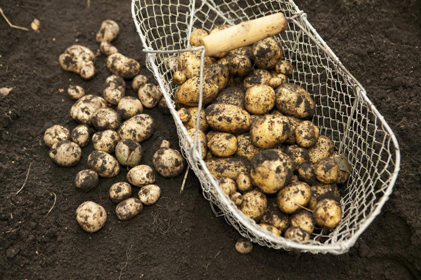 无人,横图,俯视,室外,特写,白天,蔬菜,土豆,金属制品,一堆,许多,堆叠,堆积,新鲜,金属,篮子,泥土,土壤,食品,很多,食物,一个,有机食品,绿色食品,单个,堆,芋艿,洋芋,山药蛋,马铃薯,彩图,高角度拍摄