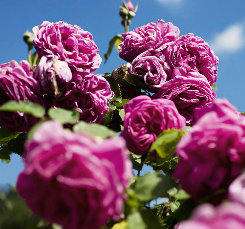 无人,横图,室外,特写,白天,仰视,旅游,度假,美景,牡丹花,叶子,加拿大,阴影,朦胧,模糊,盛开,光线,影子,景观,云,云朵,绿叶,花蕾,云彩,娱乐,花,花瓣,花朵,鲜花,红色,蓝色,白云,蓝天,天空,阳光,自然,天,花苞,花蕊,享受,休闲,嫩叶,景色,放松,晴朗,北美,北美洲,富贵,自然风光,美洲,鼠姑,鹿韭,白茸,百雨金,北亚美利加洲,亚美利加洲,浓情,圆满,卑诗省,不列颠哥伦比亚,不列颠哥伦比亚省,萨里市,富贵花,洛阳花,牡丹,木芍药,芍药,叶,叶片,晴空,彩图,低角度拍摄