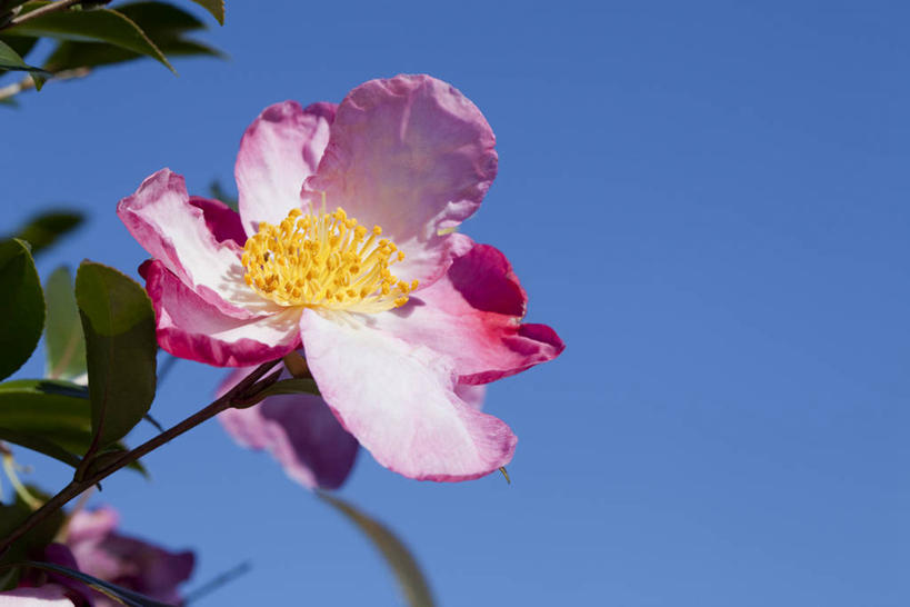 无人,横图,室外,特写,白天,仰视,美景,山茶花,叶子,阴影,盛开,光线,影子,景观,绿叶,花蕾,花,花瓣,花朵,鲜花,一朵,粉色,蓝色,蓝天,天空,阳光,自然,天,花苞,花蕊,嫩叶,景色,晴朗,自然风光,万里无云,玉茗花,耐冬,海石榴,茶梅,茶花,叶,叶片,晴空,晴空万里,彩图,低角度拍摄