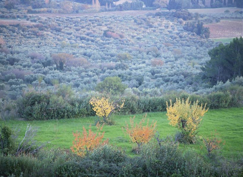 无人,横图,俯视,室外,白天,旅游,度假,草地,草坪,美景,森林,树林,植物,雾,法国,欧洲,朦胧,模糊,景观,娱乐,草,树,树木,绿色,自然,享受,休闲,景色,放松,生长,成长,迷雾,西欧,普罗旺斯,法兰西,自然风光,艾克斯,法兰西共和国,法兰西第五共和国,橄榄树,普罗旺斯省,齐墩果,油橄榄,大雾,彩图,高角度拍摄