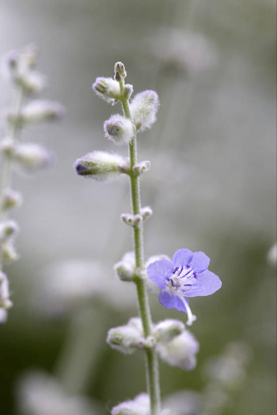 无人,家庭,竖图,室外,特写,白天,正面,智慧,美景,朦胧,模糊,盛开,景观,花蕾,花,花瓣,花朵,鲜花,紫色,自然,花苞,花蕊,景色,鼠尾草,自然风光,理性,彩图