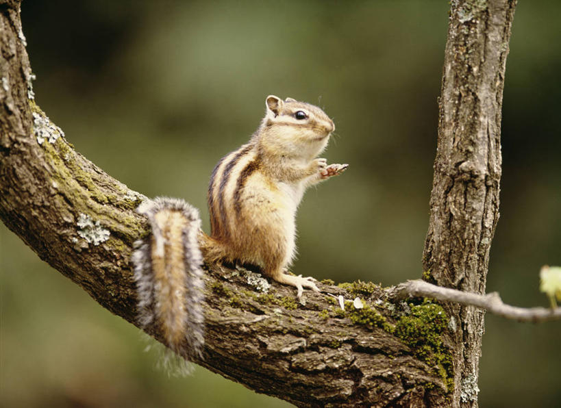 无人,坐,横图,室外,白天,侧面,美景,植物,野生动物,朦胧,模糊,景观,枝条,注视,树,树木,树枝,一只,绿色,自然,动物,松鼠,观察,看,景色,可爱,活泼,生长,成长,观看,察看,关注,自然风光,花栗鼠,虬枝,枝杈,坐着,彩图,全身