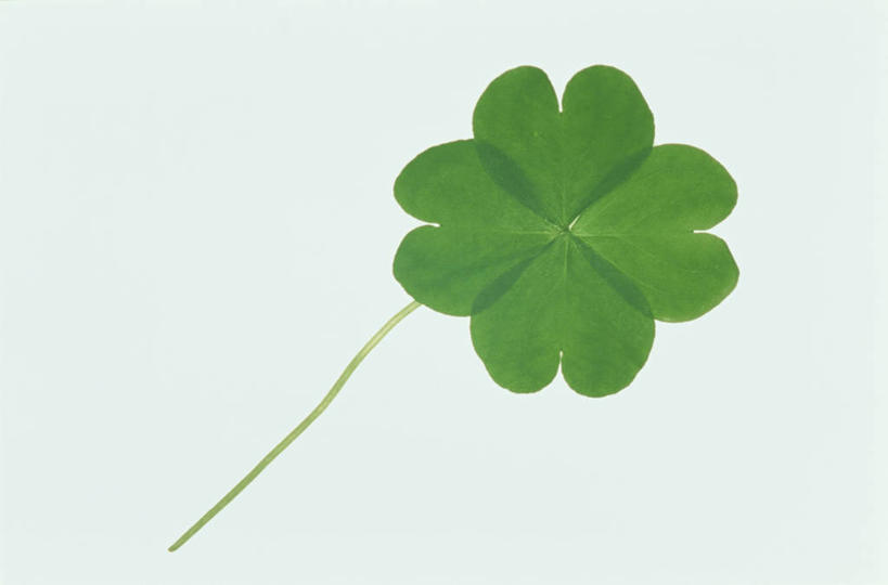 无人,横图,室内,特写,白天,正面,自由,一片,蓝色背景,四叶草,幸运草,绿色,摄影,影棚,和平,牛角花,统一,团结,幸运,彩图,影棚拍摄,拍摄