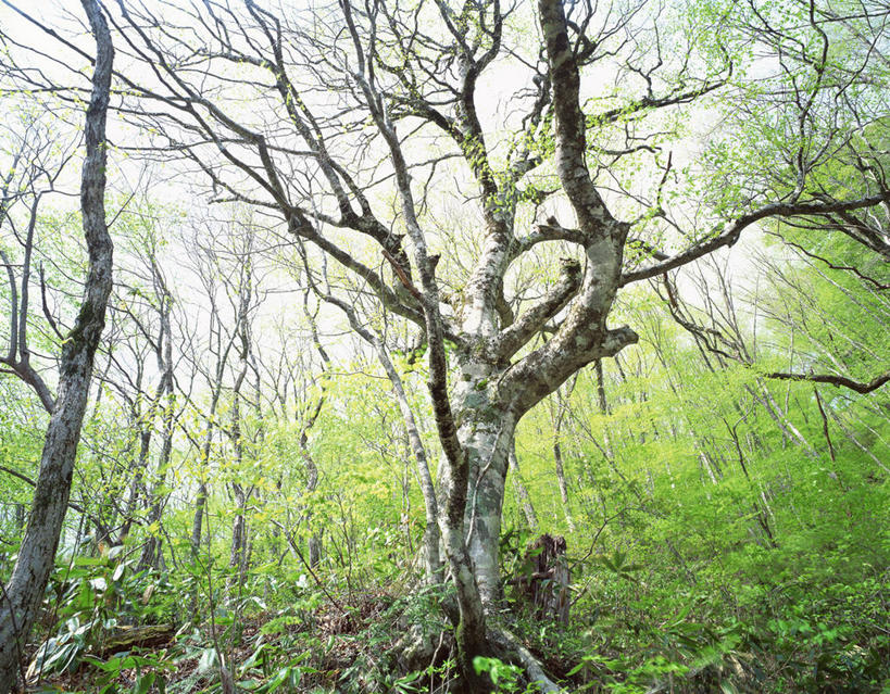 无人,横图,室外,白天,仰视,美景,树林,植物,广岛县,日本,亚洲,阴影,光线,影子,景观,枝条,树,树木,树枝,绿色,阳光,自然,景色,生长,成长,自然风光,东亚,本州,本州岛,日本国,広岛,中国地方,虬枝,枝杈,彩图,低角度拍摄