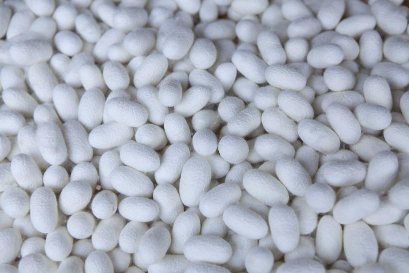 无人,横图,俯视,室内,特写,白天,一堆,许多,阴影,堆叠,堆积,反射,影子,很多,白色,堆,卫生,纯真,洁净,光明,恬静,中间色,朴素,清白,蚕茧,家蚕茧,桑蚕茧,彩图,高角度拍摄,全画面,全框架,全帧,全画幅