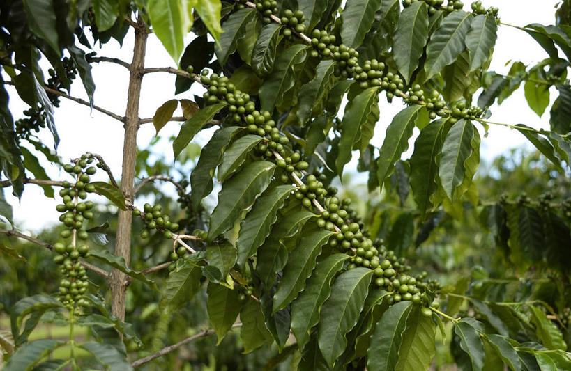 咖啡,无人,横图,室外,特写,白天,正面,岛屿,美景,树林,植物,豆,夏威夷,美国,一堆,许多,阴影,堆叠,堆积,朦胧,模糊,光线,影子,景观,豆类,豆子,很多,树,树木,蓝色,绿色,蓝天,天空,阳光,自然,咖啡豆,天,景色,生长,晴朗,成长,堆,北美,北美洲,自然风光,美洲,豆科,万里无云,夏威夷岛,夏威夷州,爱洛哈之州,北亚美利加洲,亚美利加洲,咖啡因,大岛,列岛,群岛,诸岛,晴空,晴空万里,彩图,科纳市,美利坚合众国