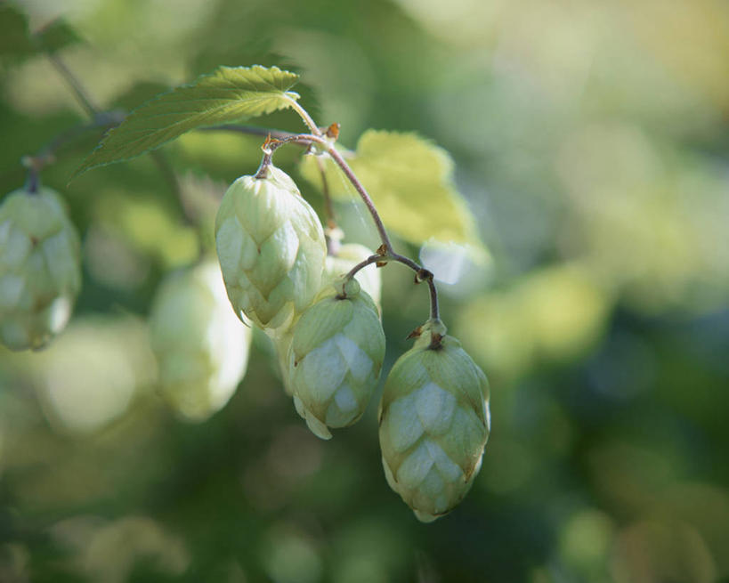 无人,横图,室外,特写,白天,正面,美景,植物,日本,亚洲,阴影,朦胧,模糊,盛开,光线,影子,景观,啤酒花,枝条,花蕾,花,花瓣,花朵,鲜花,树,树木,树枝,绿色,阳光,自然,花苞,花蕊,景色,生长,成长,酒花,自然风光,东亚,本州,本州岛,日本国,中国地方,冈山,冈山县,忽布,蛇麻花,酵母花,县厅,冈山市,虬枝,枝杈,彩图