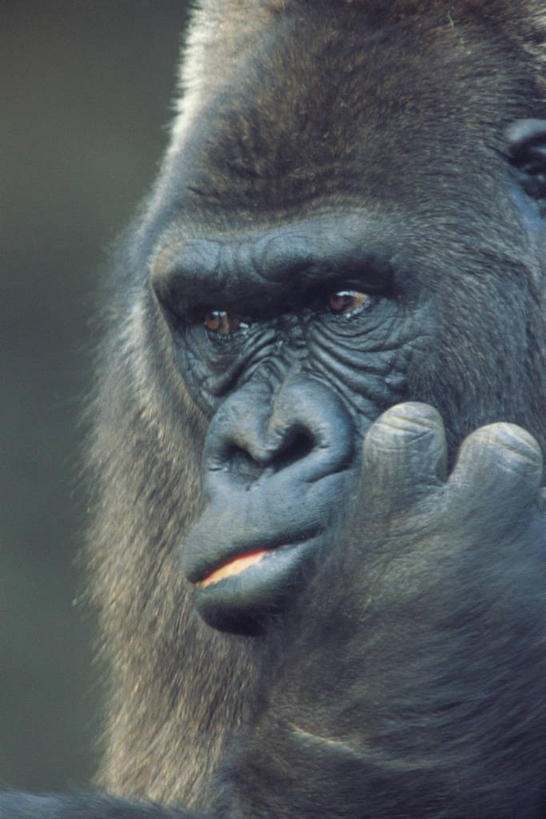 头,无人,竖图,室外,特写,白天,正面,美景,哺乳动物,野生动物,猩猩,撑,阴影,朦胧,模糊,光线,影子,景观,托腮,注视,一只,阳光,自然,动物,观察,看,托,景色,观看,察看,关注,自然风光,托下巴,大猩猩,金刚猩猩,单手托腮,头部,半身,彩图