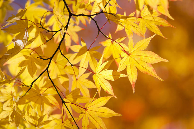 无人,横图,室外,特写,白天,正面,美景,秋季,枫树,叶子,阴影,朦胧,模糊,光线,影子,景观,枫叶,枯叶,落叶,黄色,红色,阳光,自然,景色,枫树叶,自然风光,槭树,日本红枫,日本红丝带,叶,叶片,秋,秋天,彩图