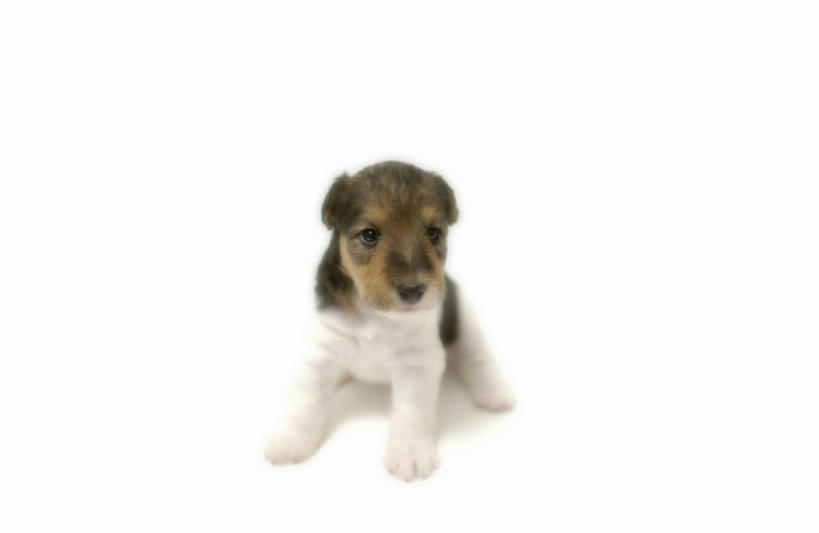 无人,坐,横图,室内,白天,白色背景,正面,宠物,狗,注视,一只,动物,观察,看,可爱,摄影,影棚,观看,察看,关注,猎狐犬,忠诚,英国猎狐犬,犬,坐着,彩图,全身,影棚拍摄,拍摄