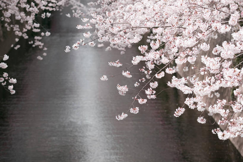 无人,横图,俯视,室外,白天,旅游,度假,幸福,纯洁,河流,美景,水,植物,樱花,东京,日本,亚洲,阴影,盛开,光线,影子,河水,景观,水流,枝条,花蕾,娱乐,花,花瓣,花朵,鲜花,树,树木,树枝,粉色,绿色,阳光,自然,花苞,花蕊,享受,休闲,景色,放松,生长,成长,等待,生命,自然风光,东亚,本州,关东地方,本州岛,日本国,东京都,仙樱花,福岛樱,青肤樱,高尚,热烈,虬枝,枝杈,荆桃,彩图,高角度拍摄,目黑区