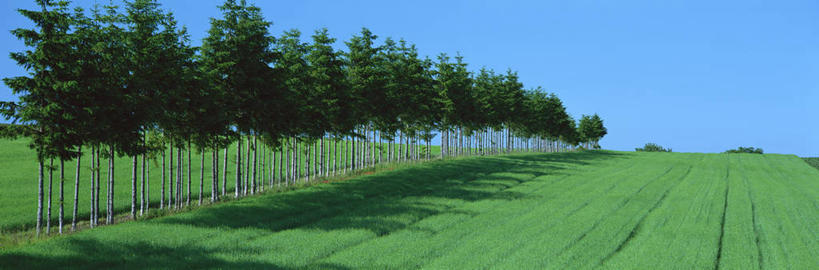 无人,横图,室外,白天,正面,旅游,度假,草地,草坪,美景,树林,植物,松树,北海道,日本,亚洲,一排,阴影,整齐,并列,并排,光线,影子,景观,娱乐,草,树,树木,排列,蓝色,绿色,蓝天,天空,阳光,自然,天,享受,休闲,景色,放松,生长,晴朗,成长,队列,自然风光,坚定,平行,东亚,万里无云,日本国,北海道地方,北海道岛,长寿,贞洁,晴空,晴空万里,彩图,鄂霍次克综合振兴局,网走郡,道东,网走支厅,女满别町