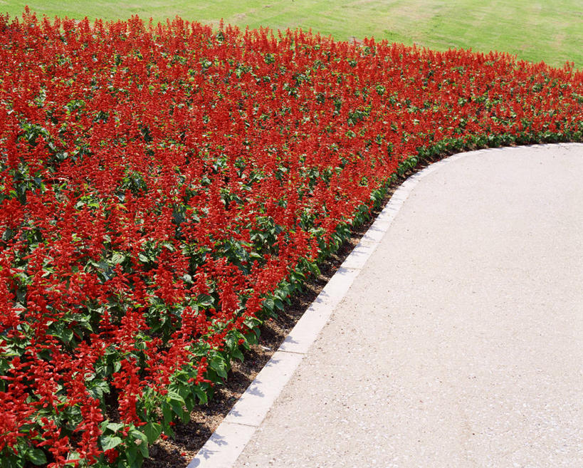 无人,横图,室外,白天,正面,旅游,度假,花海,花圃,美景,植物,道路,路,叶子,阴影,盛开,光线,影子,景观,小路,交通,花蕾,娱乐,花,花瓣,花朵,花卉,鲜花,红色,绿色,阳光,自然,花丛,花束,花田,花苞,花蕊,享受,休闲,景色,放松,恋爱,一串红,自然风光,爆仗红,炮仗红,彩图,炮仔花,墙下红