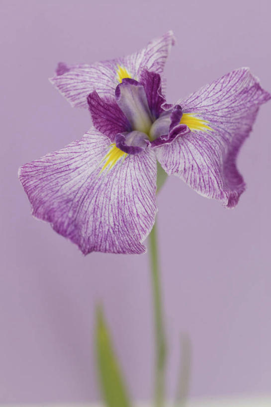 无人,竖图,室内,特写,白天,正面,爱情,友谊,阴影,紫色背景,盛开,反射,影子,鸢尾花,花蕾,花,花瓣,花朵,鲜花,一朵,紫色,花苞,花蕊,摄影,影棚,鸢尾,紫蝴蝶,蓝蝴蝶,扁竹花,彩图,影棚拍摄,拍摄,爱丽丝,爱丽丝花