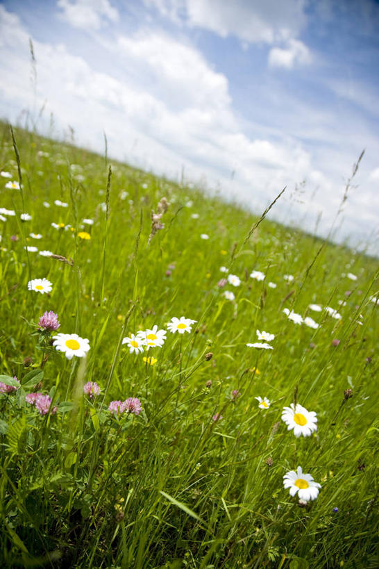 无人,竖图,室外,白天,正面,旅游,度假,草地,草坪,花海,花圃,美景,植物,叶子,德国,欧洲,阴影,盛开,光线,影子,地平线,景观,云,云朵,辽阔,地面,花蕾,云彩,娱乐,草,花,花瓣,花朵,花卉,鲜花,蓝色,绿色,白云,蓝天,天空,阳光,自然,花丛,花束,花田,天,花苞,花蕊,享受,休闲,广阔,景色,放松,晴朗,一望无际,西欧,自然风光,延伸,德意志联邦共和国,天地相交,无边无际,一马平川,摩泽尔省,晴空,彩图