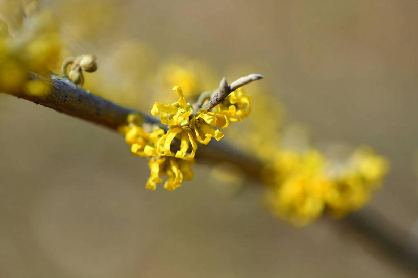 无人,横图,室外,特写,白天,正面,美景,阴影,朦胧,模糊,盛开,光线,影子,景观,枝条,花蕾,花,花瓣,花朵,鲜花,树枝,黄色,阳光,自然,花苞,花蕊,景色,灵感,自然风光,金缕梅,木里香,牛踏果,虬枝,枝杈,彩图
