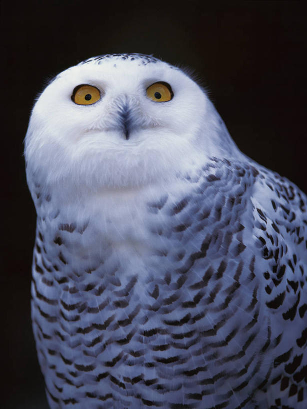 无人,站,竖图,室外,特写,夜晚,正面,美景,鸟,野生动物,黑色背景,鸟类,景观,注视,一只,自然,动物,观察,看,站着,景色,观看,察看,关注,自然风光,凶猛,雪鸮,雪枭,白鸮,白夜猫子,雪猫头鹰,怪鸱,鸺鸱,残暴,凶残,鸮,枭,站立,半身,彩图,鸱鸮,鸮角鸱