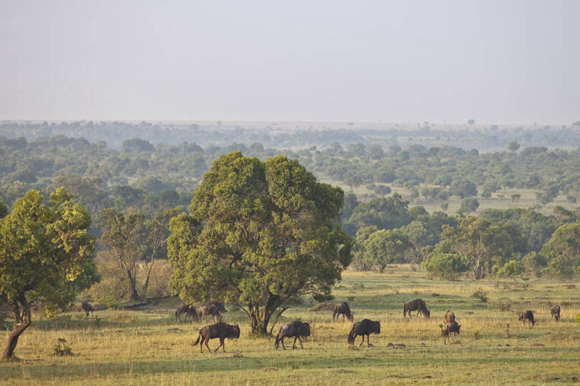 无人,站,横图,室外,白天,正面,旅游,度假,草地,草坪,美景,森林,树林,植物,野生动物,羊,非洲,肯尼亚,一群,许多,阴影,光线,羚羊,影子,景观,很多,娱乐,草,树,树木,蓝色,绿色,蓝天,天空,阳光,自然,动物,天,站着,享受,休闲,景色,放松,可爱,活泼,生长,晴朗,成长,自然风光,角马,万里无云,牛羚,阿非利加洲,肯尼亚共和国,晴空,晴空万里,站立,彩图,全身