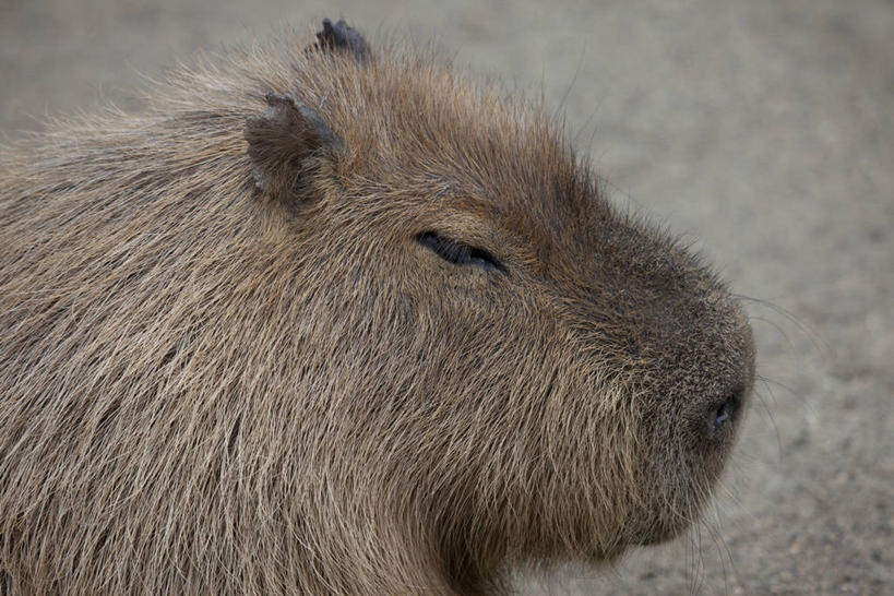 头,无人,横图,室外,特写,白天,侧面,哺乳动物,野生动物,注视,一只,动物,观察,看,可爱,活泼,观看,察看,关注,啮齿动物,水豚,头部,半身,彩图