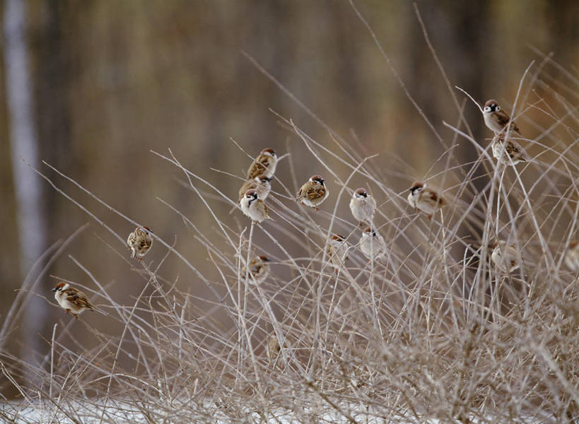 无人,站,横图,室外,白天,正面,旅游,度假,美景,雪,植物,大雪,鸟,北海道,日本,亚洲,一群,许多,朦胧,模糊,麻雀,鸟类,积雪,景观,雪景,冬季,冬天,枝条,很多,娱乐,树,树木,树枝,绿色,自然,站着,享受,休闲,景色,放松,寒冷,生长,成长,自然风光,东亚,家雀,日本国,北海道地方,北海道岛,严寒,霍雀,老家贼,虬枝,枝杈,嘉宾,树麻雀,瓦雀,只只,站立,彩图,全身