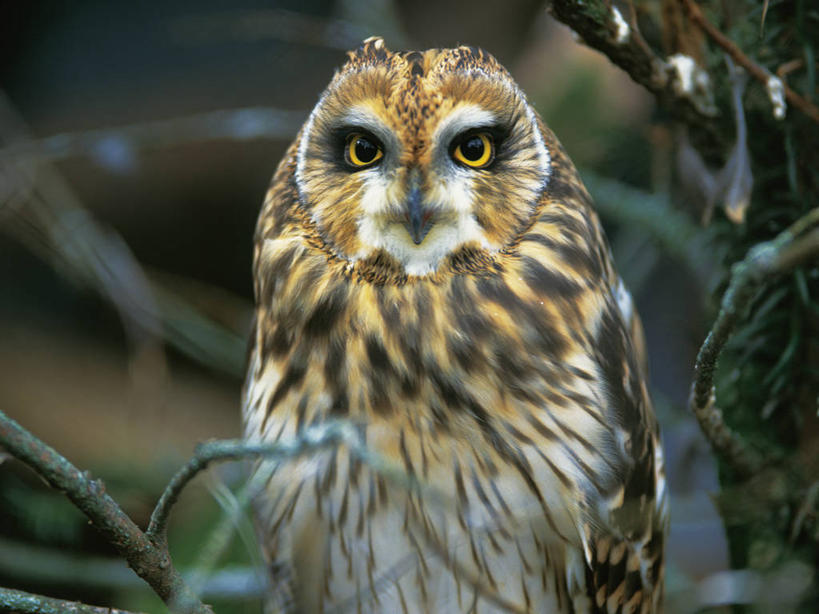 无人,站,横图,室外,特写,白天,正面,美景,植物,猫头鹰,鸟,野生动物,朦胧,模糊,鸟类,景观,枝条,注视,树,树木,树枝,一只,绿色,自然,动物,观察,看,站着,景色,生长,成长,观看,察看,关注,自然风光,凶猛,短耳鸮,虬枝,枝杈,短耳猫头鹰,小耳木兔,残暴,凶残,鸮,枭,站立,半身,彩图