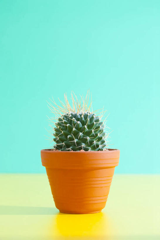 无人,竖图,室内,特写,白天,正面,植物,仙人球,仙人掌,阴影,反射,火焰,盆栽,影子,墙,草药,盆景,中药,墙壁,墙面,一个,蓝色,绿色,自然,生长,单个,成长,药材,中草药,中药材,本草,牛舌头,草球,玉芙蓉,仙巴掌,火掌,长盛球,霸王树,彩图