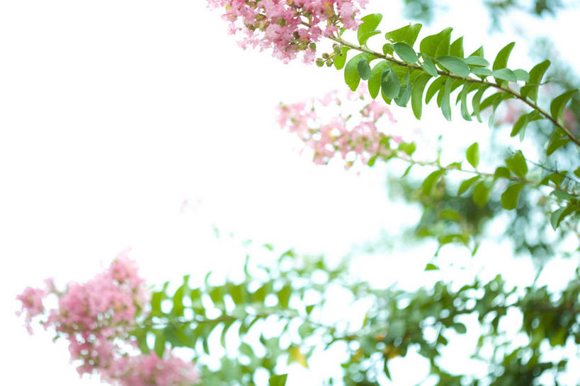 无人,横图,室外,特写,白天,仰视,爱情,美景,植物,叶子,朦胧,模糊,盛开,景观,绿叶,枝条,花蕾,花,花瓣,花朵,鲜花,树,树木,树枝,粉色,绿色,天空,自然,天,花苞,花蕊,嫩叶,景色,生长,成长,沉迷,自然风光,虬枝,枝杈,紫薇,痒痒树,好运,叶,叶片,五里香,怕痒花,满堂红,百日红,彩图,低角度拍摄