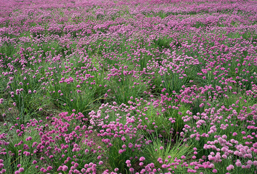 无人,横图,俯视,室外,白天,花海,花圃,美景,植物,叶子,北海道,日本,亚洲,阴影,盛开,光线,影子,景观,葱,韭菜花,草药,药草,花蕾,中药,花,花瓣,花朵,花卉,鲜花,绿色,阳光,自然,花丛,花束,花田,花苞,花蕊,景色,生长,成长,细香葱,香葱,自然风光,药材,中草药,东亚,中药材,本草,日本国,北海道地方,北海道岛,美瑛町,美瑛,道北,韭花,彩图,高角度拍摄,上川郡,韭苔,上川支厅