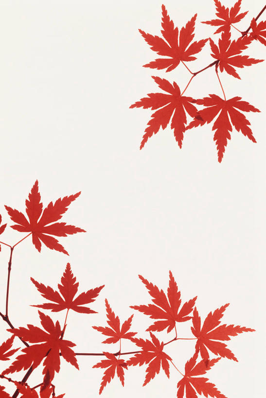 无人,竖图,室外,白天,白色背景,正面,枫树,叶子,枫叶,枯叶,落叶,红色,天空,天,枫树叶,槭树,鸡爪槭,叶,叶片,鸡爪枫,彩图