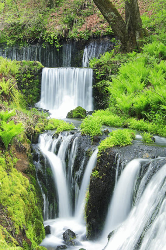 无人,竖图,室外,白天,正面,旅游,度假,美景,瀑布,树林,水,植物,长野县,日本,亚洲,阴影,飞溅,溅,光线,液体,影子,景观,水滴,娱乐,水珠,树,树木,绿色,阳光,自然,享受,休闲,景色,放松,生长,成长,喷洒,自然风光,东亚,本州,本州岛,日本国,中部地方,长野,轻井泽,轻井泽町,白丝瀑布,跌水,彩图,北佐久郡