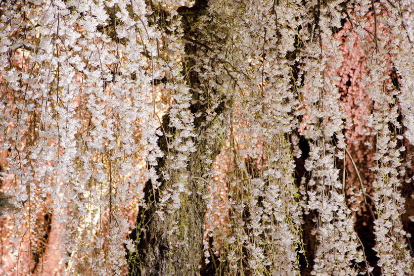 无人,横图,室外,特写,夜晚,正面,幸福,纯洁,美景,樱花,秋田县,日本,亚洲,许多,阴影,盛开,光线,影子,景观,灯光,很多,花蕾,花,花瓣,花朵,鲜花,自然,花苞,花蕊,景色,等待,生命,自然风光,东亚,本州,本州岛,日本国,秋田,东北地方,仙樱花,福岛樱,青肤樱,高尚,热烈,日本早樱,荆桃,彩图