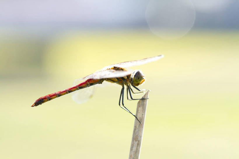 无人,站,横图,室外,特写,白天,侧面,美景,阴影,朦胧,模糊,光线,蜻蜓,昆虫,影子,景观,树桩,注视,停留,树干,一只,阳光,自然,动物,观察,看,站着,木桩,景色,红蜻蜓,观看,停止,察看,关注,自然风光,猫猫丁,咪咪洋,蚂螂,河嘻嘻,益虫,逗留,停顿,站立,彩图,全身