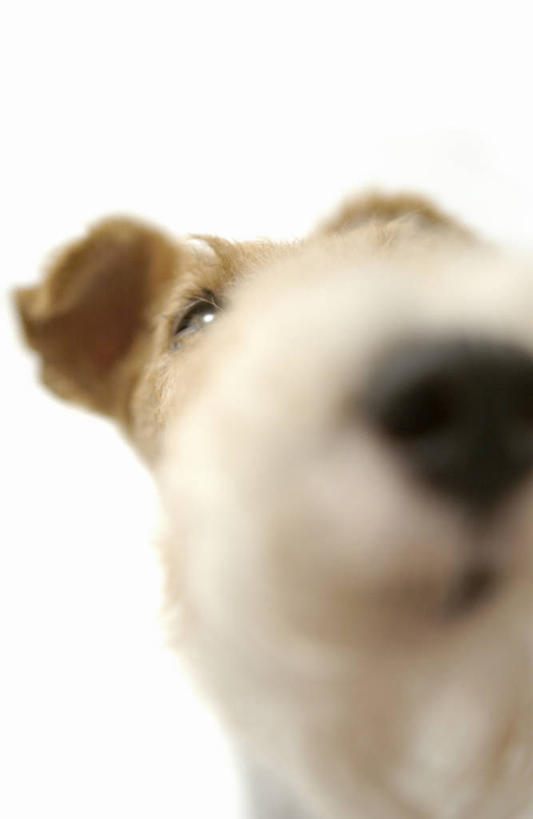 头,无人,竖图,室内,特写,白天,白色背景,正面,宠物,狗,阴影,朦胧,模糊,反射,影子,注视,一只,动物,观察,看,可爱,摄影,影棚,观看,察看,关注,猎狐犬,忠诚,英国猎狐犬,头部,犬,半身,彩图,影棚拍摄,拍摄