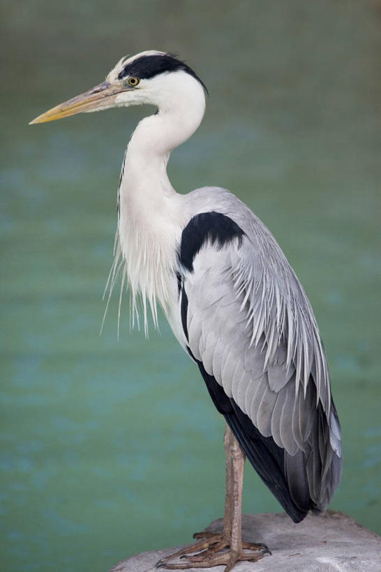 无人,站,竖图,室外,白天,侧面,石头,美景,鸟,阴影,朦胧,模糊,光线,苍鹭,鸟类,石子,影子,景观,注视,一只,阳光,自然,观察,看,站着,景色,观看,察看,关注,自然风光,灰鹳,石块,岩石,站立,彩图,全身