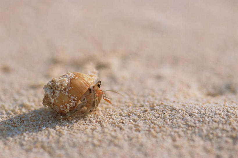 蟹,无人,横图,俯视,室外,特写,白天,美景,沙滩,阴影,朦胧,模糊,反射,沙子,影子,海岸,景观,寄居蟹,沙地,一只,自然,趴着,景色,自然风光,白住房,干住屋,甲壳动物,海滩,趴,彩图,高角度拍摄,全身